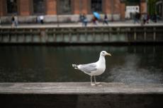 Study trip to Copenhagen