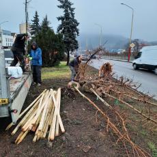 Tree planting in Ružomberok